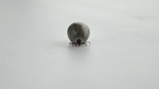 tick against a white background.blood sucking arthropod and a carrier of Lyme disease, encephalitis, and borreliosis