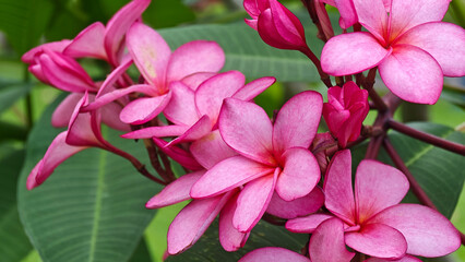 Pink frangipani blooming flowers in the garden. © meechoklarb