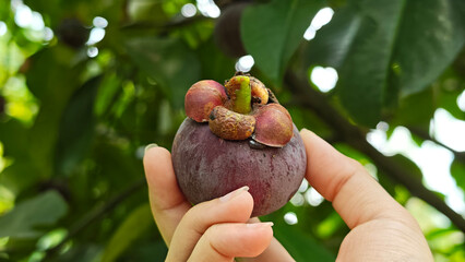 Hand holding fresh mangosteen fruit © meechoklarb