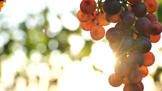 A bunch of red grapes and a sunlit glint. Ripe red grapes. Fresh Organic Farm-Grown Grapes for Winemaking and Healthy Eating. 4k footage