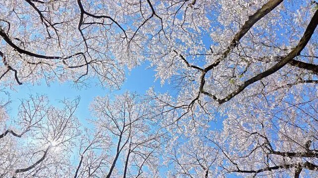 Slow Clockwise Rotation of Cherry Blossom Tree Branches in Spring Blue Sky