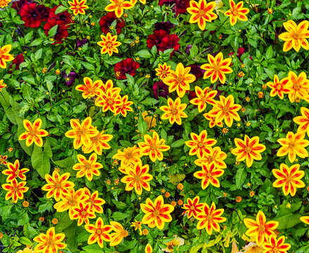 Orange-yellow Bidens Bidens Bidy Boom Fireside &ndash; an attractive and vibrant variety of annual flower.