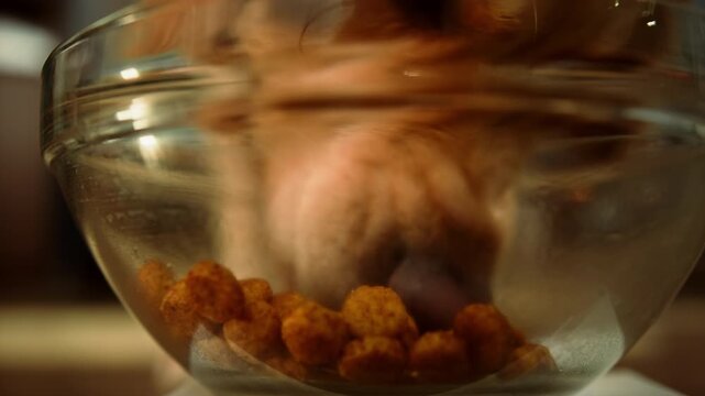 Dog eating food, golden retriever eating dog food from metal bowl, concept of online shop delivery for pets