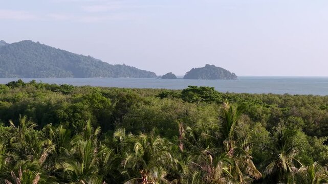 A tropical landscape featuring dense green palm trees in the foreground with calm blue water at Balik Pulau, Penang