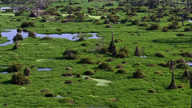 Aerial of a lush green wetland area featuring patches of water, scattered trees
