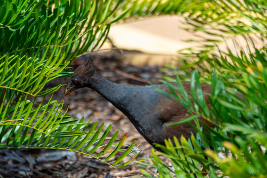 Orange-Footed Scrubfowl in Northern Territory - Australia