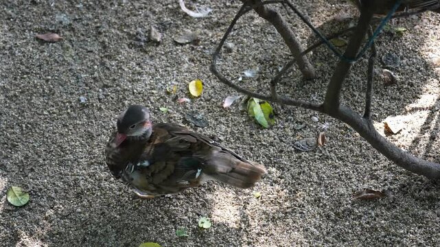 Close up of a brown duck standing on sandy ground with scattered leaves under sunlight, showing detailed feathers and natural outdoor environment.