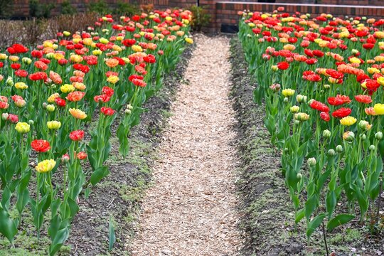Two parallel flowerbeds filled with colorful double peony flowered tulips blooming along path covered with wood chips inside spring park.