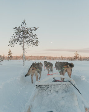 Dog sled team pulling through open snowy terrain under soft winter light in Pyh&auml;, Finland.