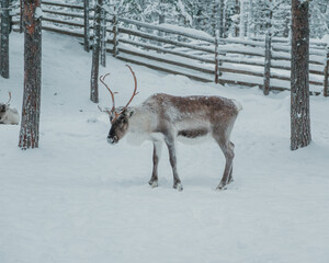 Antlered reindeer standing or walking among snow-covered trees in Pyha, Finnish Lapland. © _mishamartin