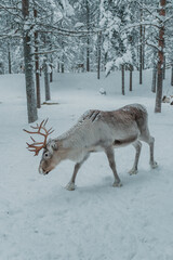 Antlered reindeer standing or walking among snow-covered trees in Pyha, Finnish Lapland. © _mishamartin