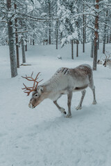 Antlered reindeer standing or walking among snow-covered trees in Pyha, Finnish Lapland. © _mishamartin