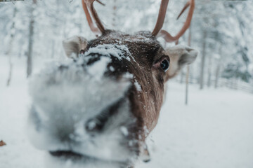 Close-up portrait of an antlered reindeer in snowy winter conditions in Pyha, Finnish Lapland. © _mishamartin