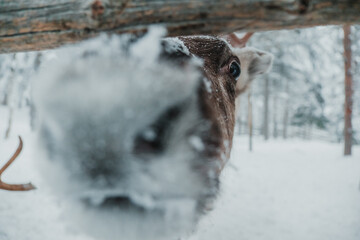 Close-up portrait of an antlered reindeer in snowy winter conditions in Pyha, Finnish Lapland. © _mishamartin