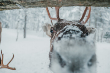 Close-up portrait of an antlered reindeer in snowy winter conditions in Pyha, Finnish Lapland. © _mishamartin