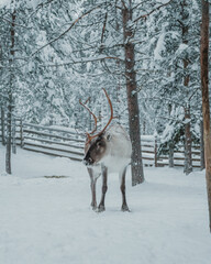 Reindeer feeding in deep snow beneath frosted trees in Pyha, Finnish Lapland. © _mishamartin