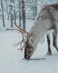 Reindeer feeding in deep snow beneath frosted trees in Pyha, Finnish Lapland. © _mishamartin