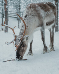 Reindeer feeding in deep snow beneath frosted trees in Pyha, Finnish Lapland. © _mishamartin