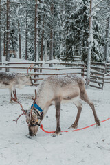 Reindeer in a snow-covered Finnish Lapland winter landscape near Pyha. © _mishamartin