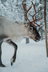 Reindeer in a snow-covered Finnish Lapland winter landscape near Pyha. © _mishamartin
