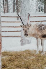 Reindeer feeding on hay in a snow-covered winter enclosure in Pyha, Finnish Lapland. © _mishamartin