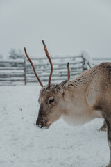 Reindeer feeding on hay in a snow-covered winter enclosure in Pyha, Finnish Lapland. © _mishamartin