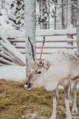 Reindeer feeding on hay in a snow-covered winter enclosure in Pyha, Finnish Lapland. © _mishamartin