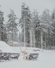 Reindeer antlers and resting reindeer beside a rustic wooden fence in a snowy winter setting in Pyha, Finnish Lapland. © _mishamartin