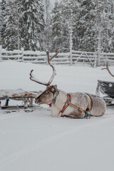 Reindeer in a snow-covered Finnish Lapland winter landscape near Pyha. © _mishamartin