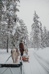 View from a sled as reindeer travel through a snowy Finnish Lapland forest near Pyha. © _mishamartin
