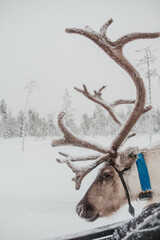 Close view of an antlered reindeer beside a sled in a snowy winter landscape in Pyha, Finnish Lapland. © _mishamartin