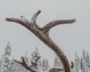 Close-up detail of frost-covered reindeer antlers against a snowy winter background in Pyha, Finnish Lapland. © _mishamartin