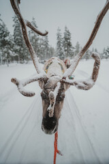 Close view of an antlered reindeer beside a sled in a snowy winter landscape in Pyha, Finnish Lapland. © _mishamartin