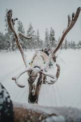 Close view of an antlered reindeer beside a sled in a snowy winter landscape in Pyha, Finnish Lapland. © _mishamartin