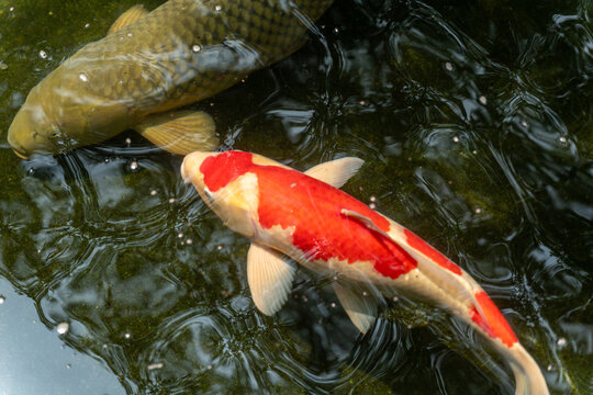 池で泳ぐ錦鯉