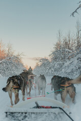 View from a dog sled behind a team of working dogs on a snowy trail in Pyha, Finland. © _mishamartin