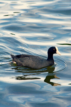 Hawaiian coot birds in a pond in Ho'omaluhia Botanical Garden