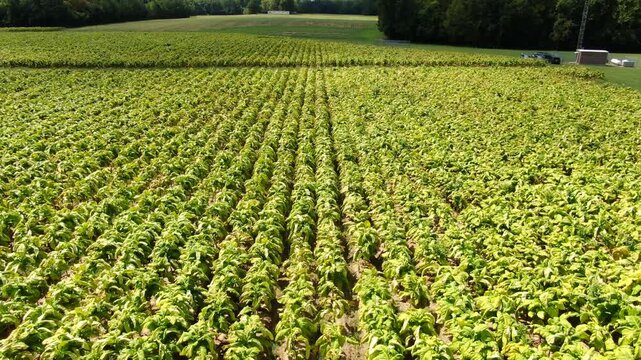 Drone View of Tobacco Crop Rows Leading to Telecommunications Cell Tower 