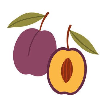 Ripe purple plum fruit whole and sliced half with pit vector isolated on white background. Great for autumn fruit harvesting graphics, jam recipes, orchard product labels, and seasonal designs