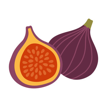 Sweet purple fig fruit whole and cut in half vector isolated on white. Ideal for autumn harvest fruit designs, organic food recipes, gourmet food packaging, and seasonal autumn graphics