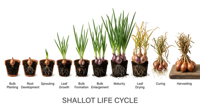 Shallot life cycle shown in stages from planting to harvesting