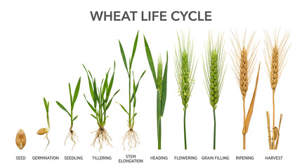Obraz premium The Wheat Life Cycle diagram illustrates each stage of wheat growth from seed to harvest, highlighting germination, seedling, tillering, stem elongation, heading, flowering, grain filling, ripening.