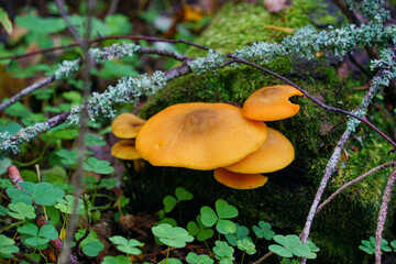 Orange Mushrooms Growing on Mossy Log in Forest © EVGENII