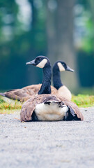 goose on the beach © Roberto