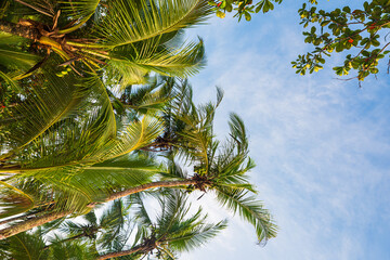 Tropical vegetation with coconut palm trees in playa Arrecife (Punta Uva, Province of Limòn, Costa Rica).  © Giongi63