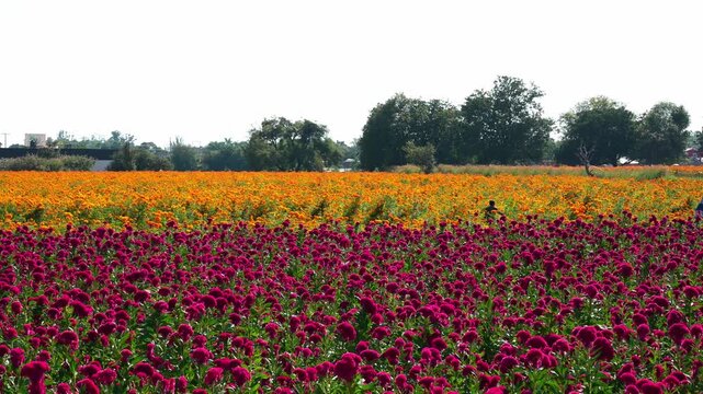 Vibrant cempas&uacute;chil and cockscomb flower field under sunny sky in Mexico