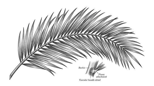 Vintage botanical palm leaf illustration, detailed black and white tropical frond engraving, scientific diagram of vascular bundle and pinna attachment