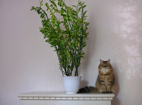 Playful cat and Lush Pedilanthus tithymaloides &lsquo;Variegatus&rsquo; makes a striking decorative accent for home interiors. The plant&rsquo;s dense, full growth habit adds texture and tropical flair to any space