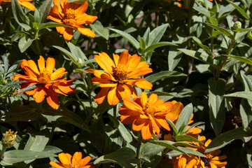 Bright orange zinnia flowers blooming in a garden © adam