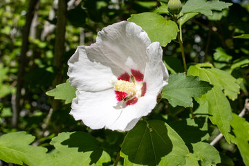 White hibiscus flower with red center in natural garden setting © adam